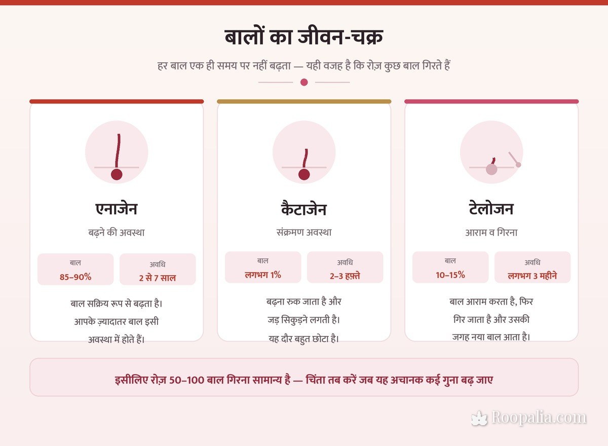 बालों का जीवन-चक्र — एनाजेन, कैटाजेन और टेलोजन अवस्था, और रोज़ 50–100 बाल गिरना क्यों सामान्य है